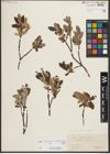 Foto von Salix helvetica Vill. x Salix waldsteiniana Willd.